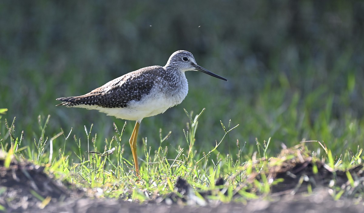 Greater Yellowlegs - ML643916955