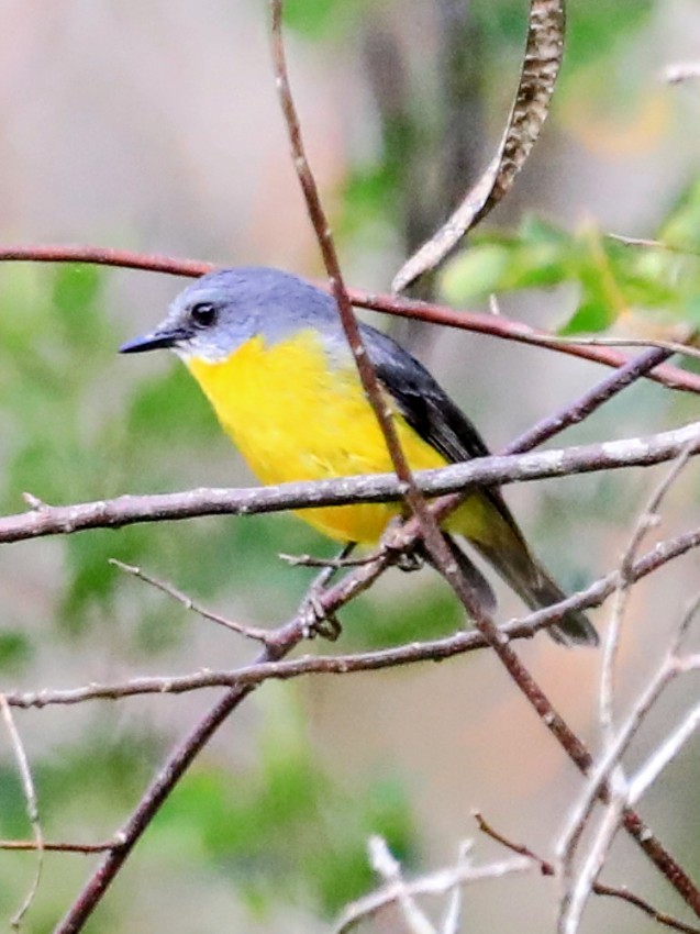 Eastern Yellow Robin - ML643916956