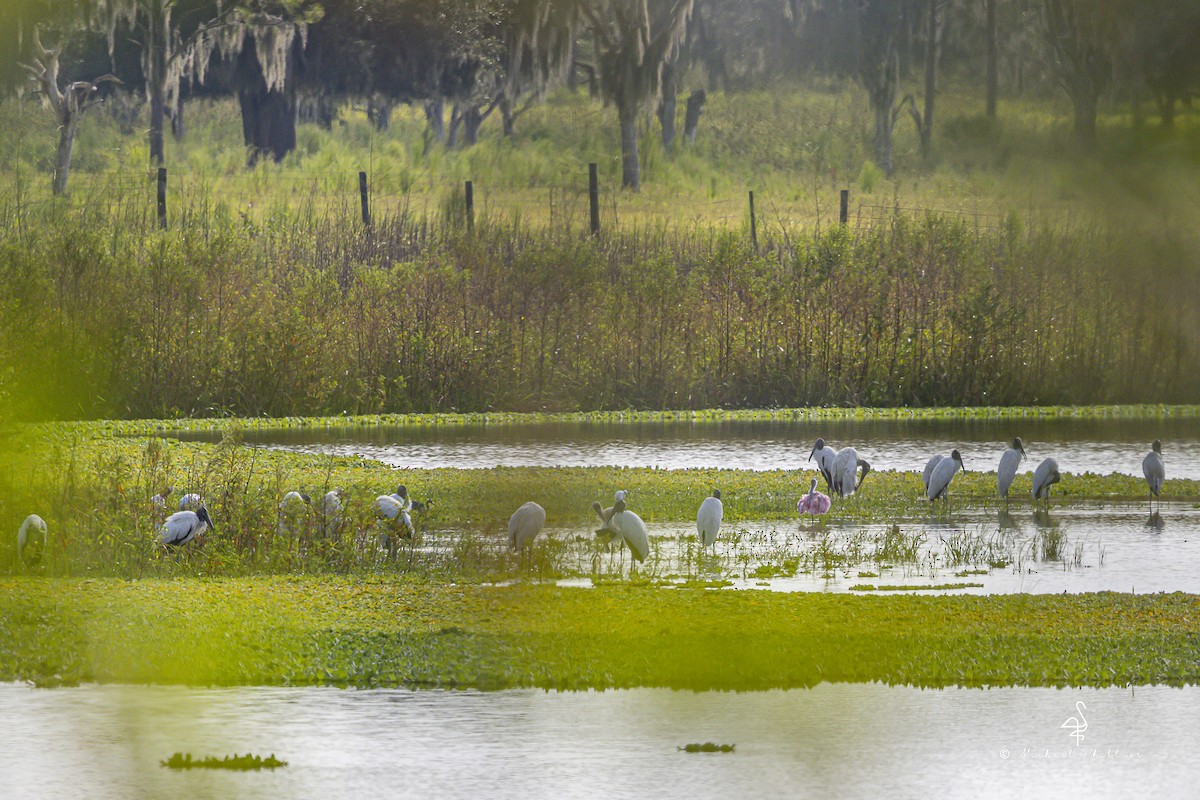 Wood Stork - ML643916958