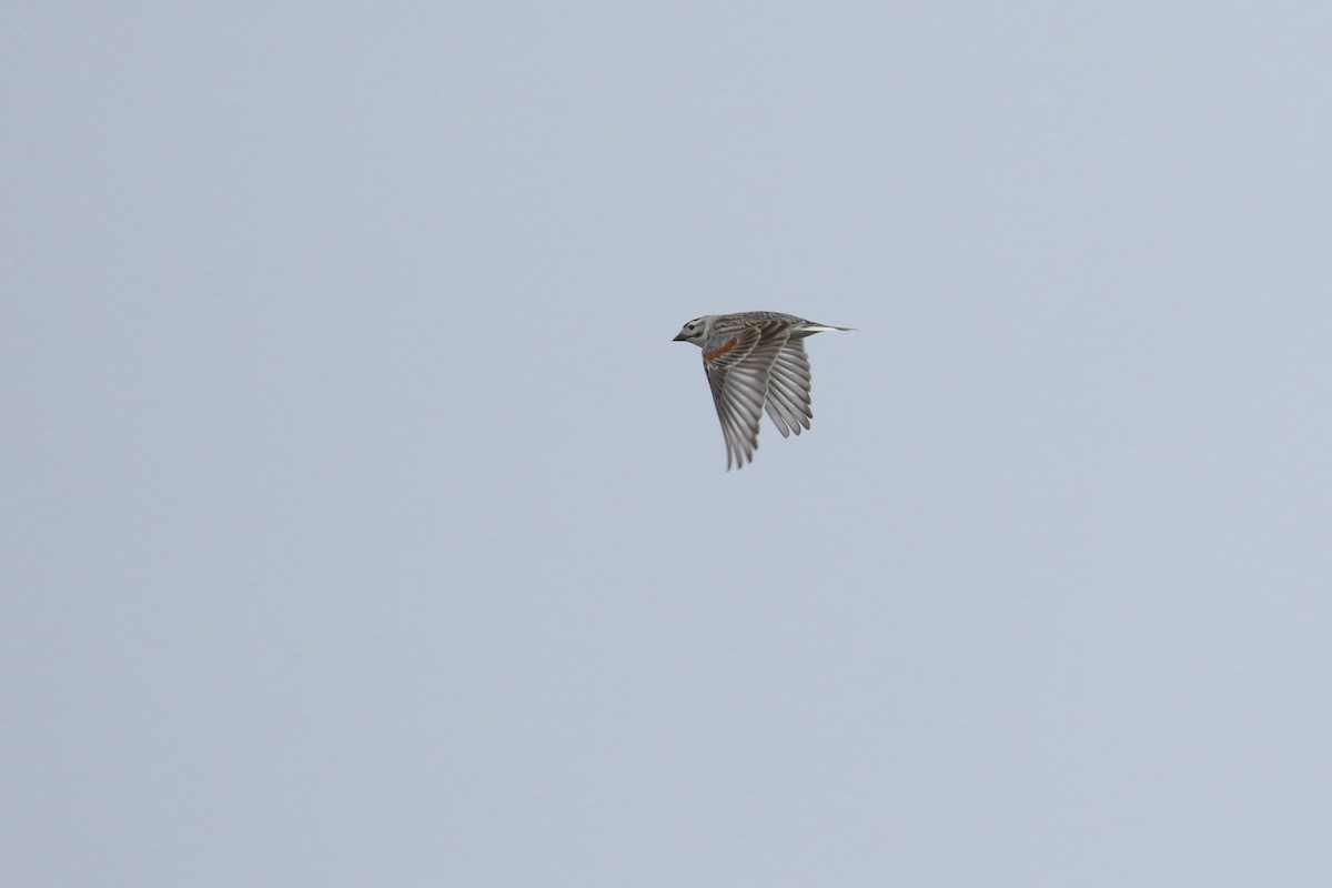 Thick-billed Longspur - ML643916960