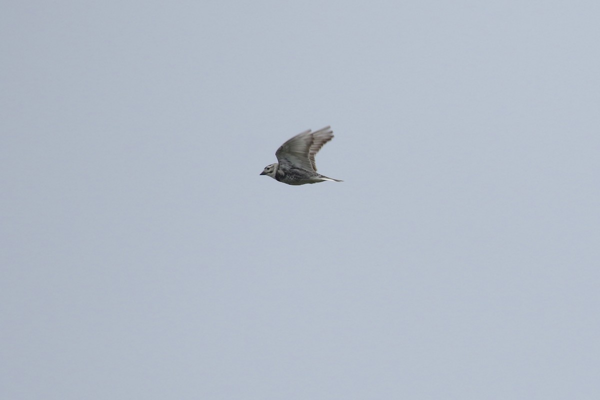 Thick-billed Longspur - ML643916967
