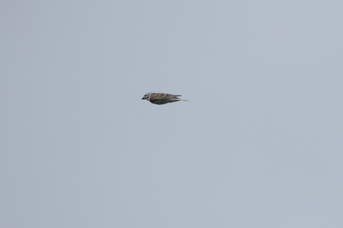 Thick-billed Longspur - ML643916971