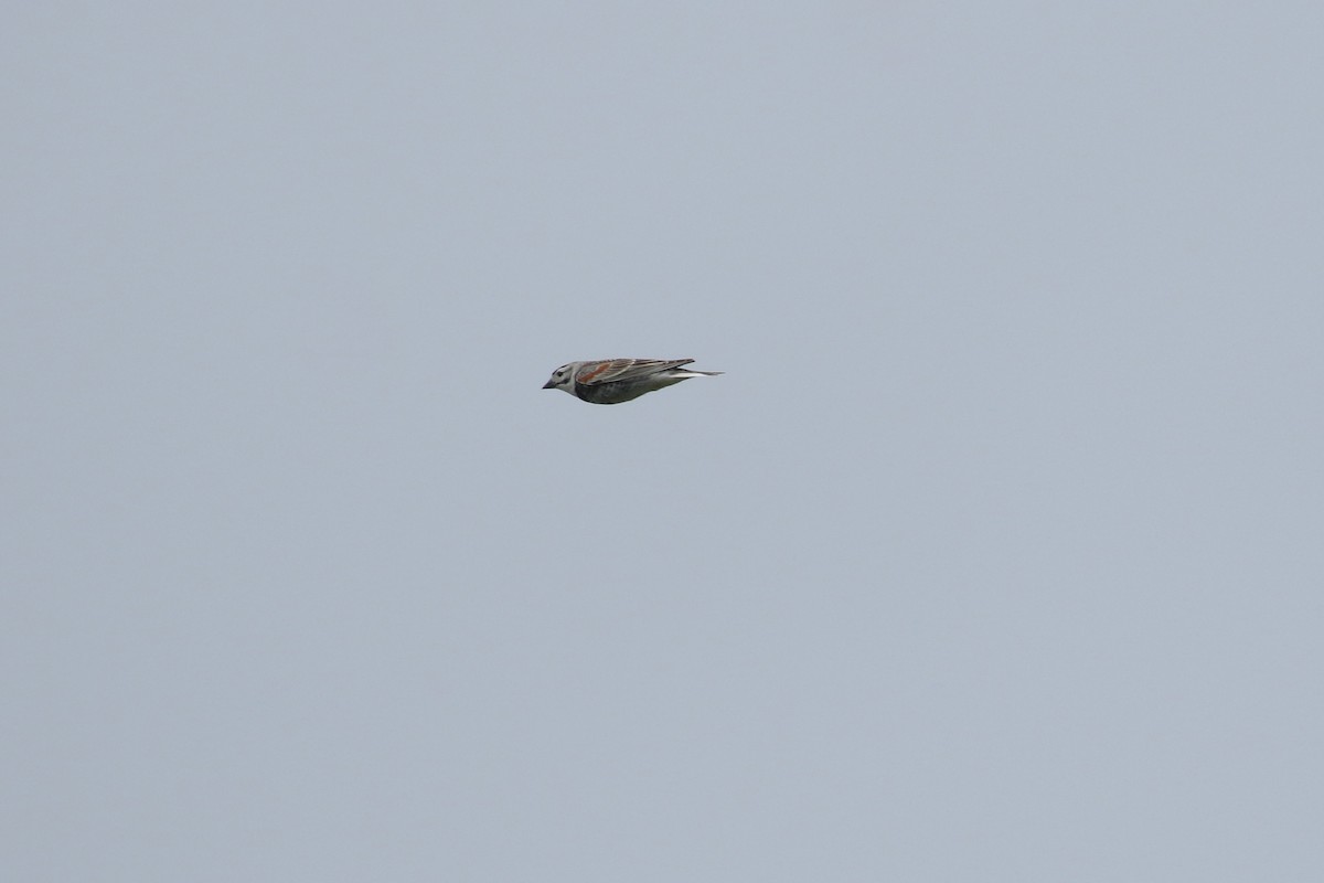 Thick-billed Longspur - ML643916972