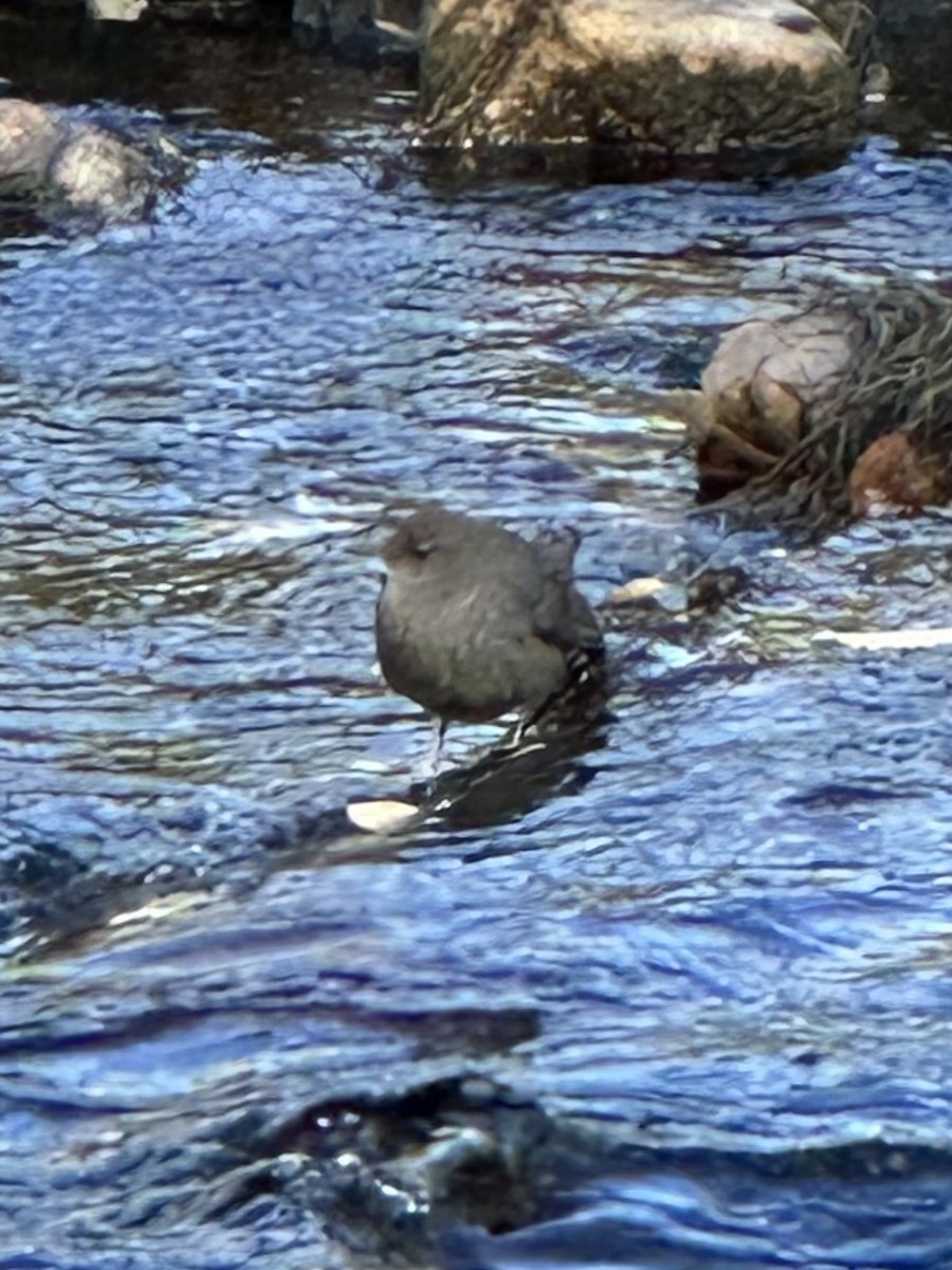 gråfossekall - ML643916978