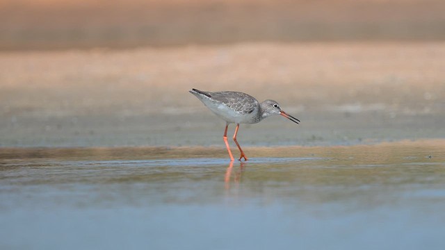 Common Redshank - ML643916986