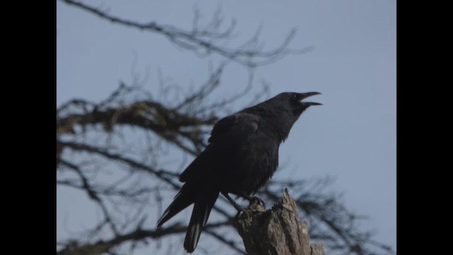 American Crow - ML643917010