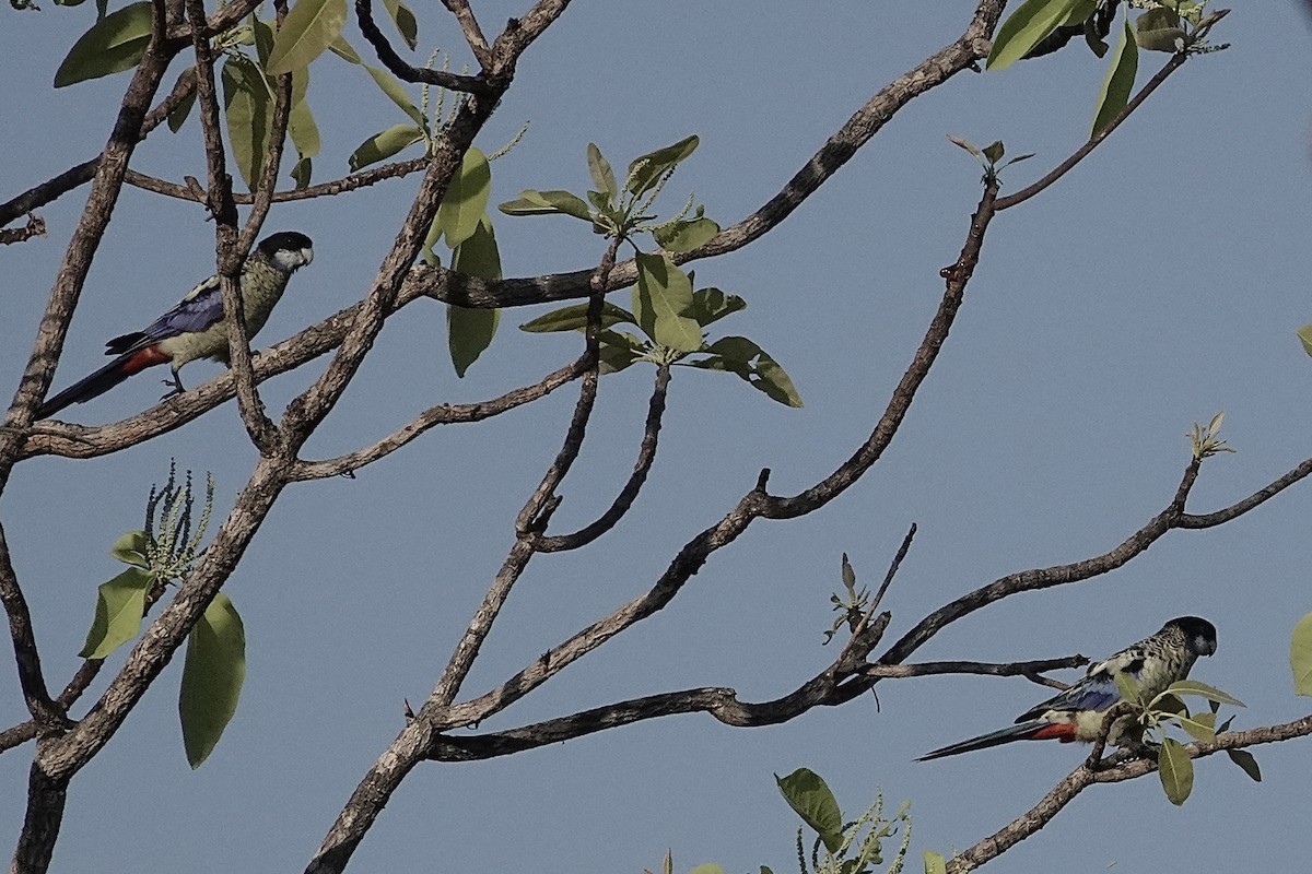 Northern Rosella - ML643917019