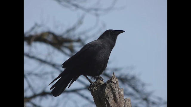 American Crow - ML643917026