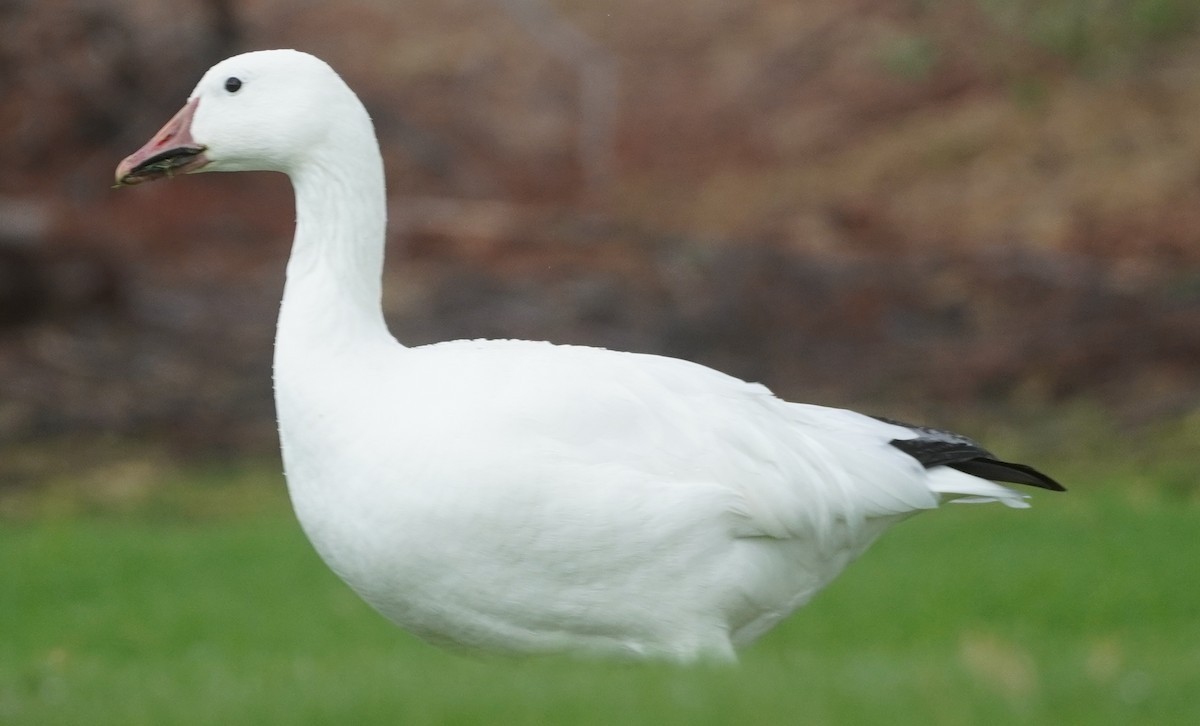 Snow Goose - ML643917041