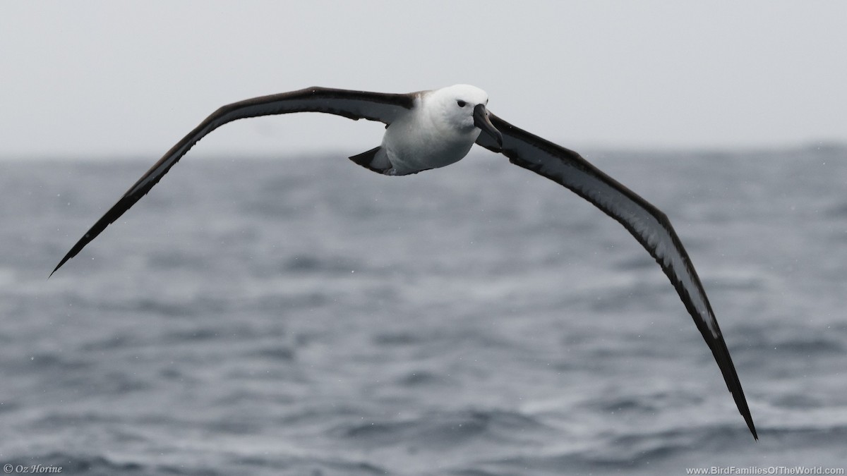 Indian Yellow-nosed Albatross - ML643917054