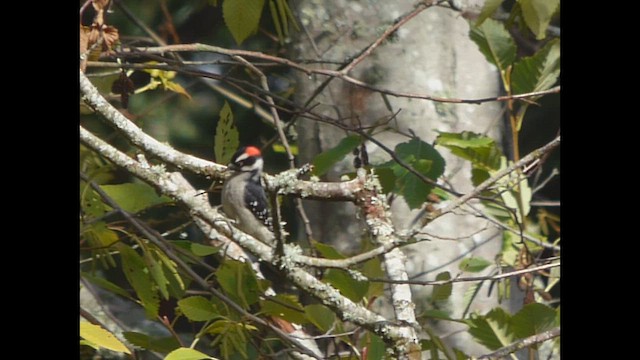 Downy Woodpecker - ML643917107