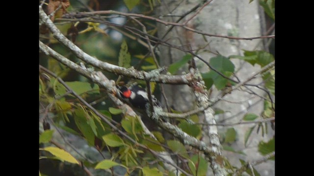 Downy Woodpecker - ML643917118