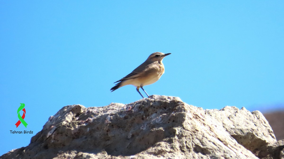 bělořit plavý - ML643917151