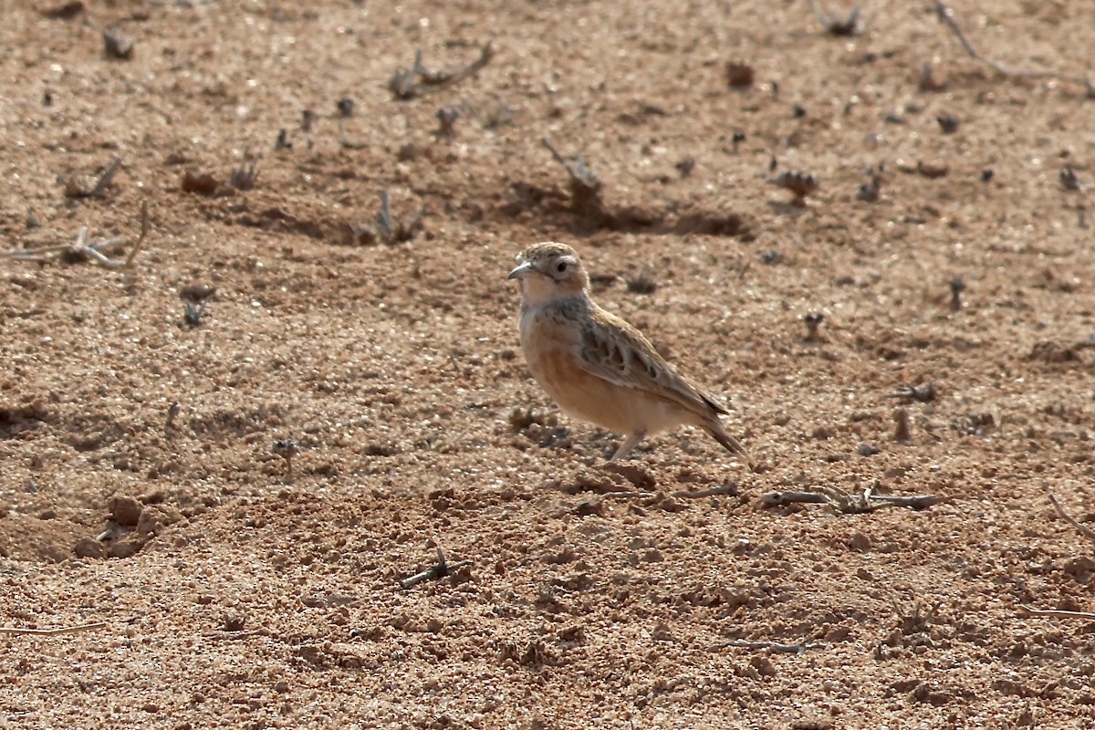 Spike-heeled Lark - ML643917171