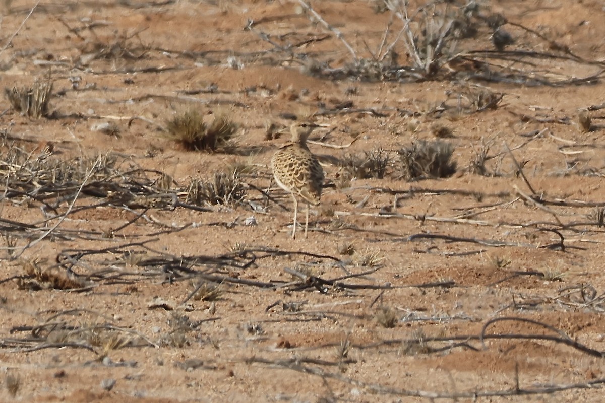 Double-banded Courser - ML643917176