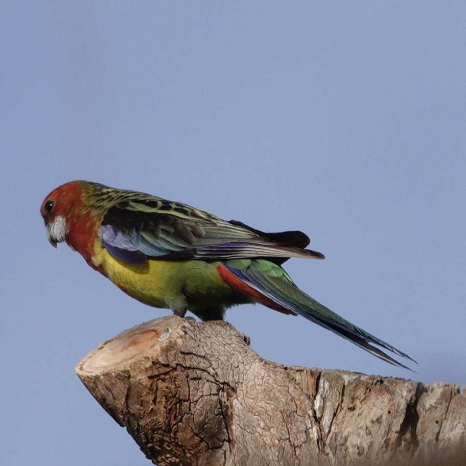 Eastern Rosella - ML643917195