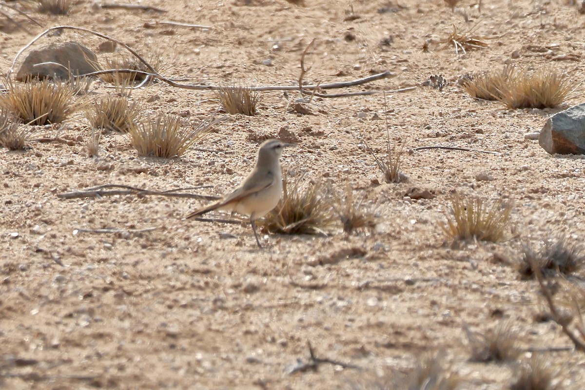 Kalahari Scrub-Robin - ML643917207