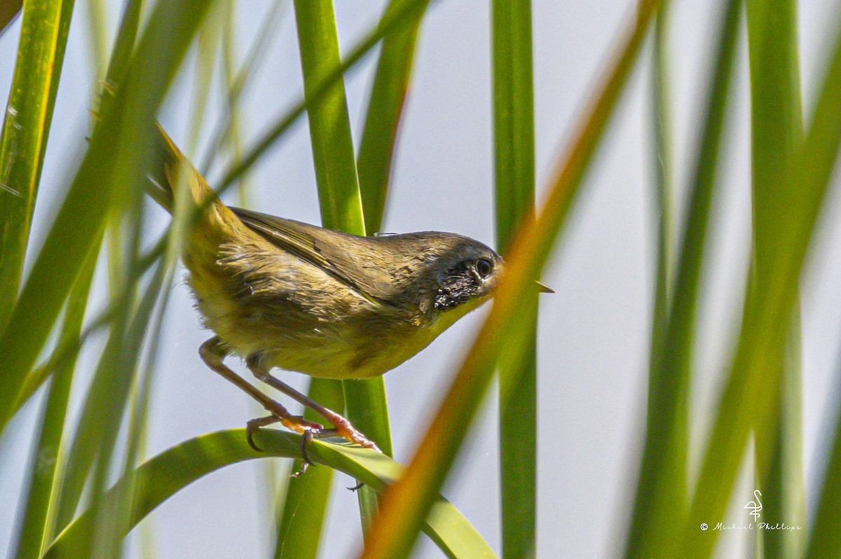 Common Yellowthroat - ML643917208