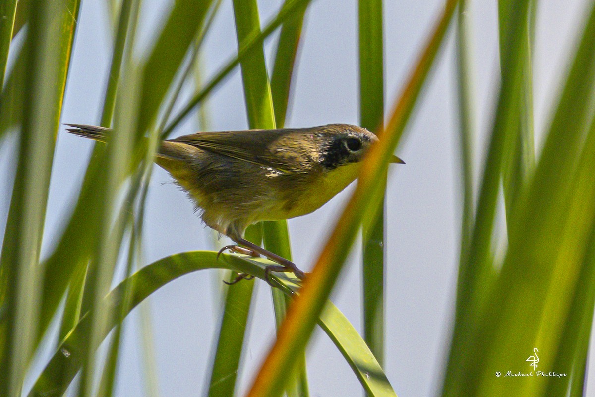 Common Yellowthroat - ML643917209