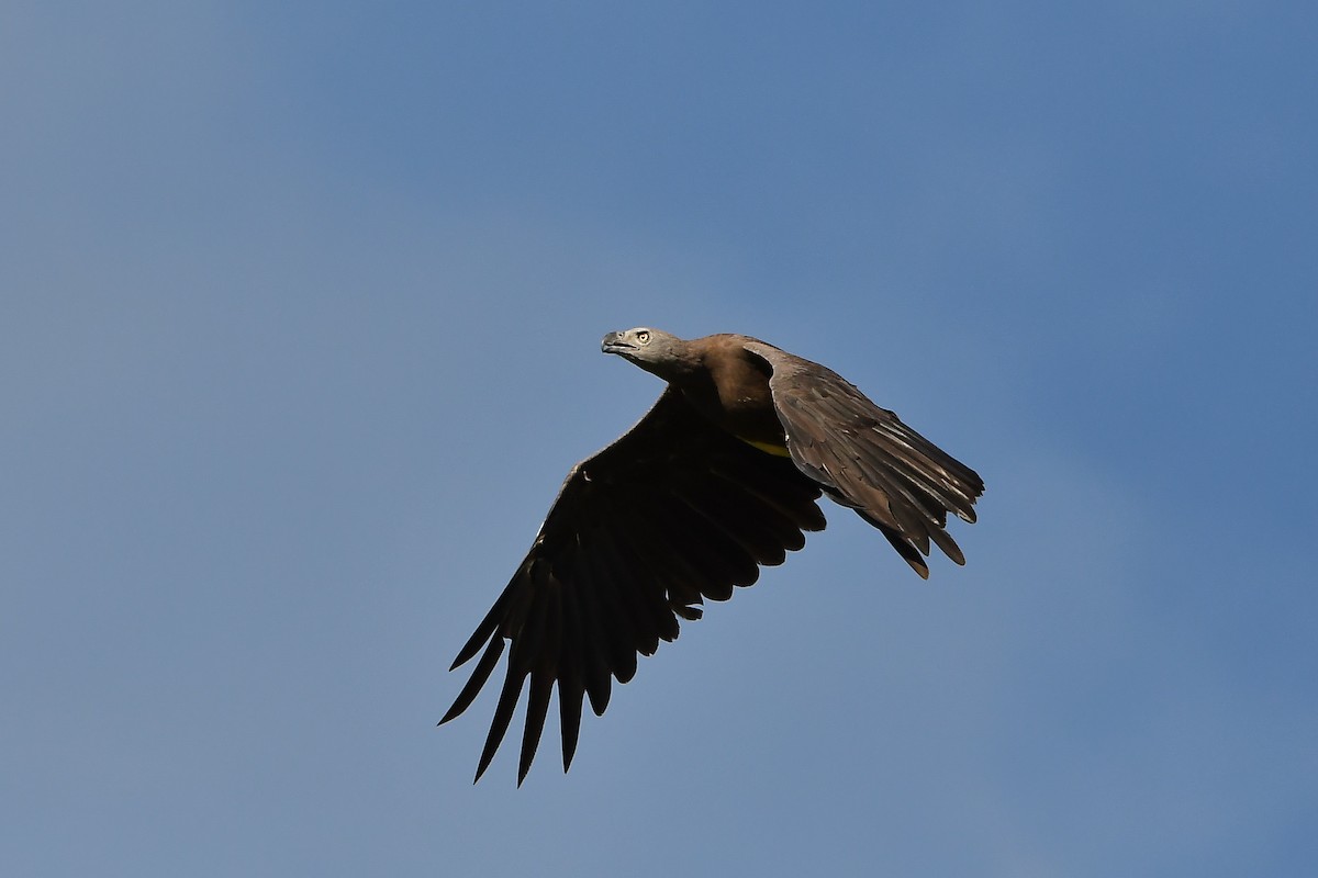 Gray-headed Fish-Eagle - ML643917216