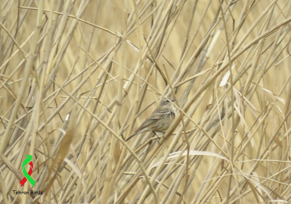 linduška horská - ML643917219