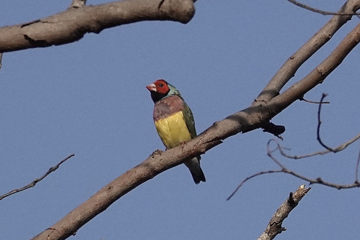 Diamant de Gould - ML643917232