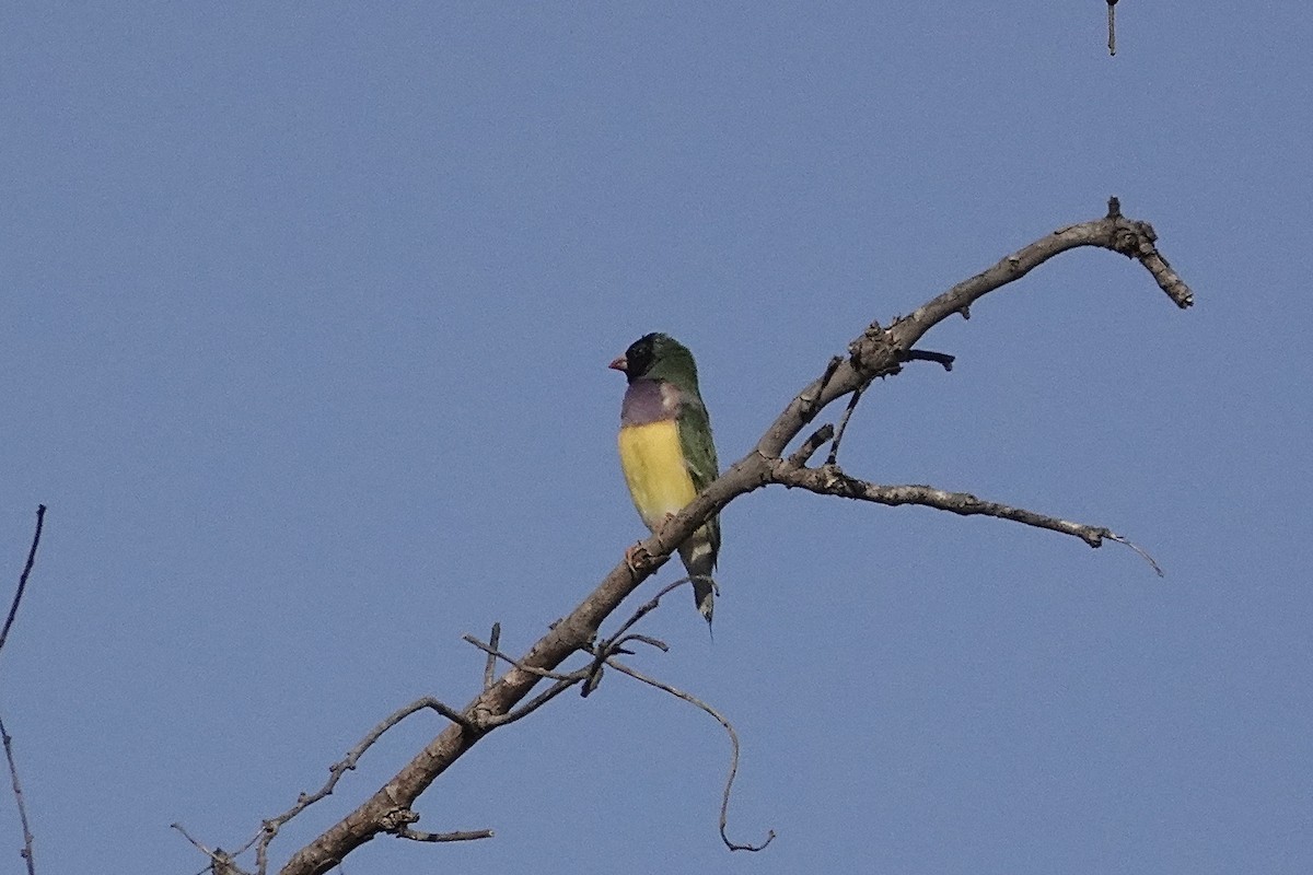 Diamant de Gould - ML643917233