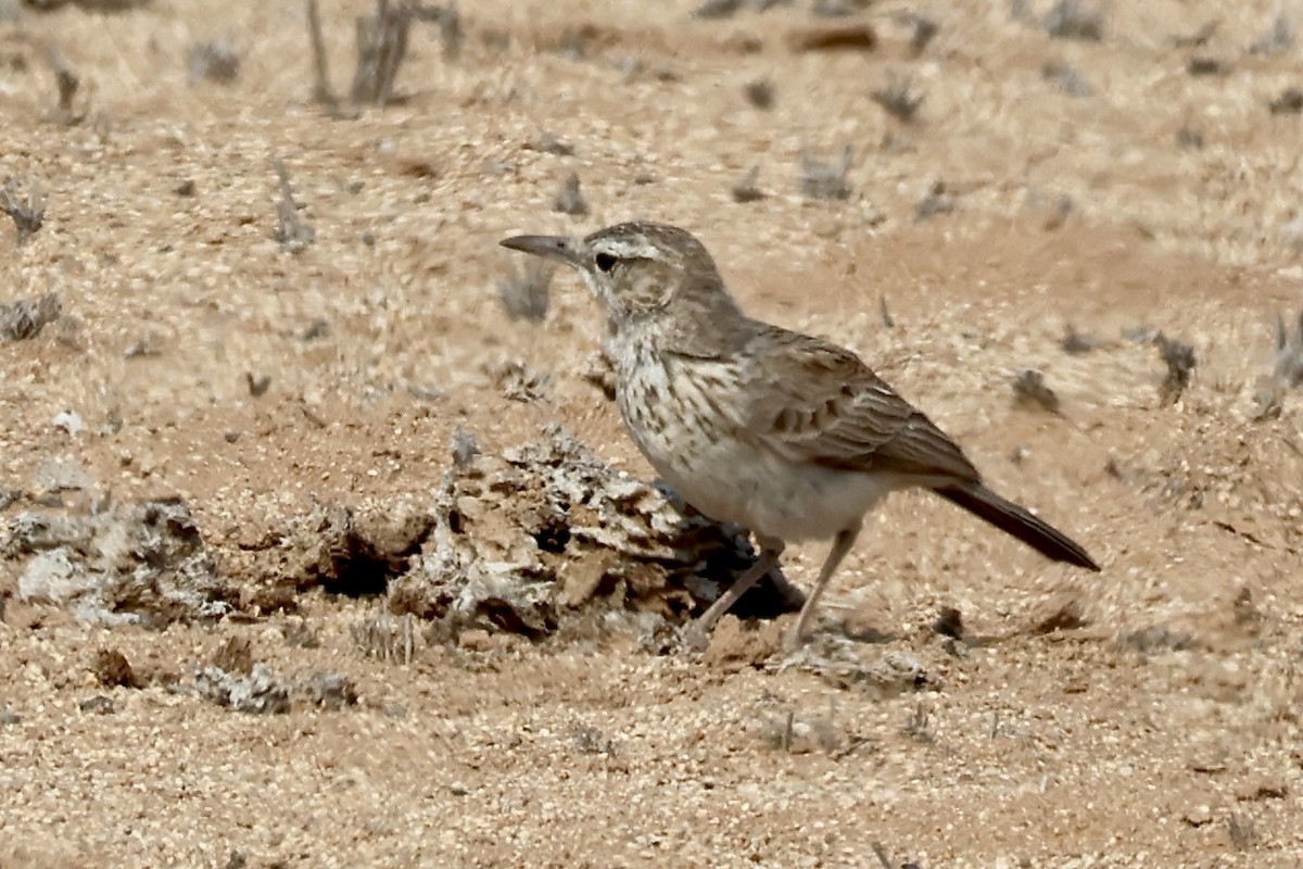 Karoo Long-billed Lark (Benguela) - ML643917237