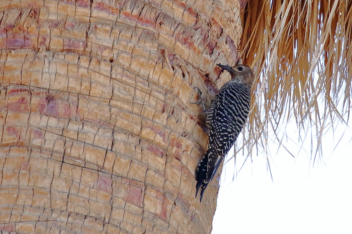Williamson's Sapsucker - ML643917238
