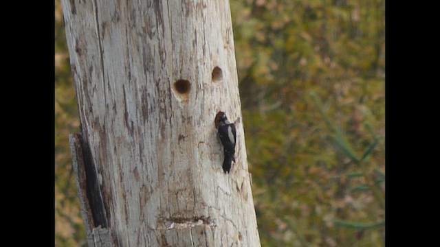 Downy Woodpecker - ML643917240