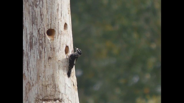 Downy Woodpecker - ML643917252
