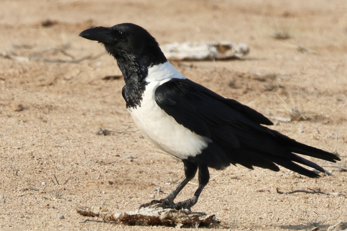 Pied Crow - ML643917263