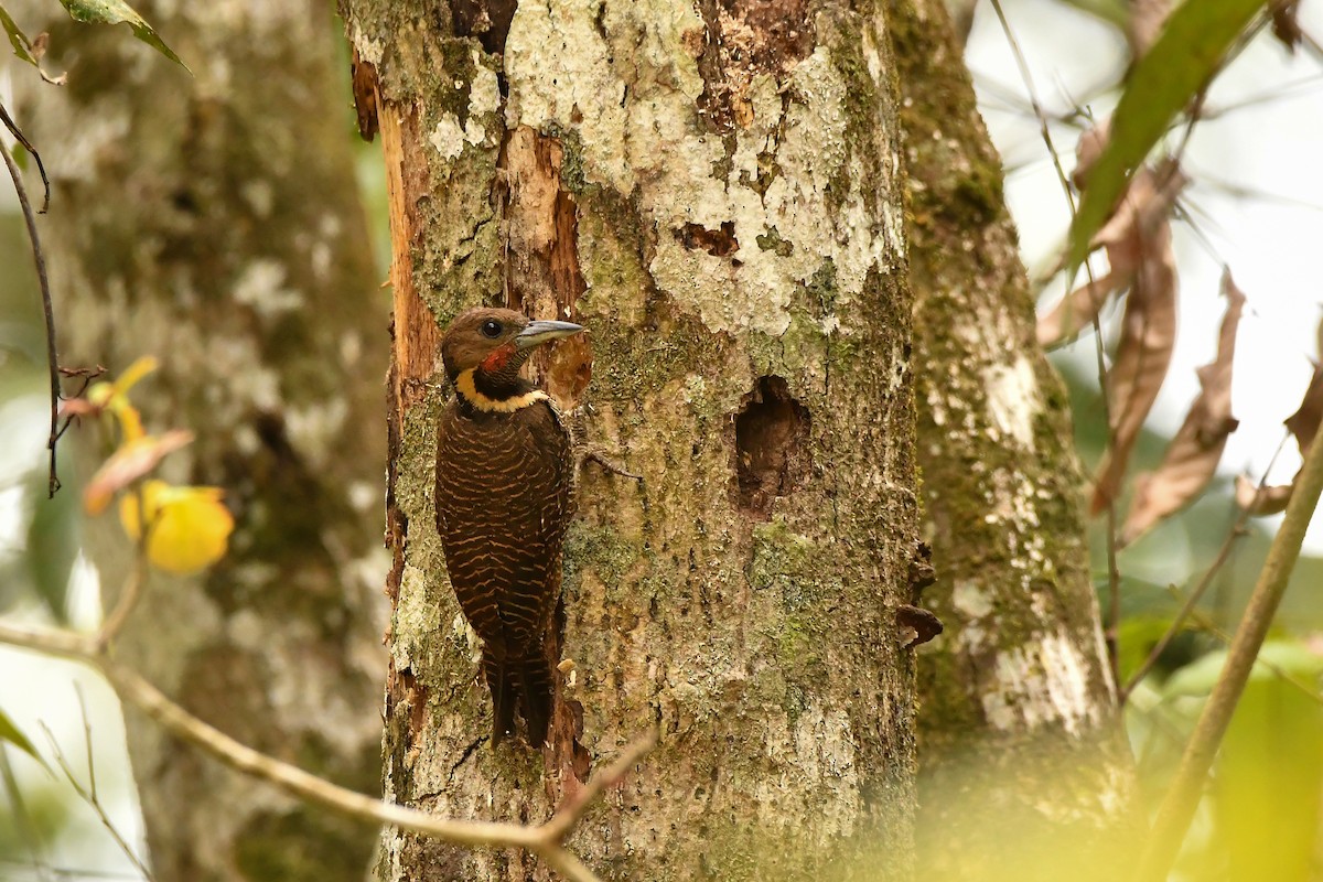 Buff-necked Woodpecker - ML643917270
