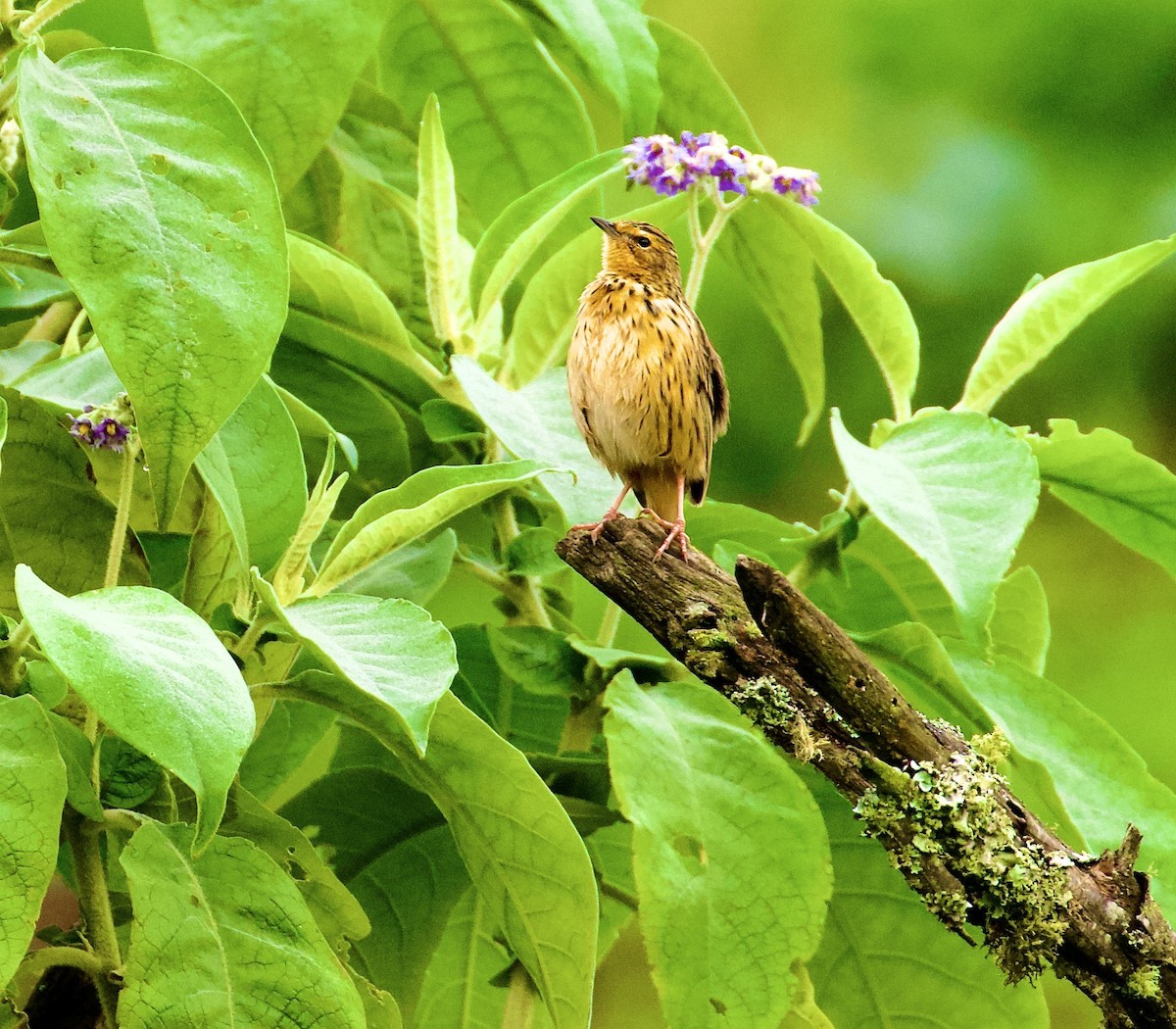Nilgiri Pipit - ML643917321