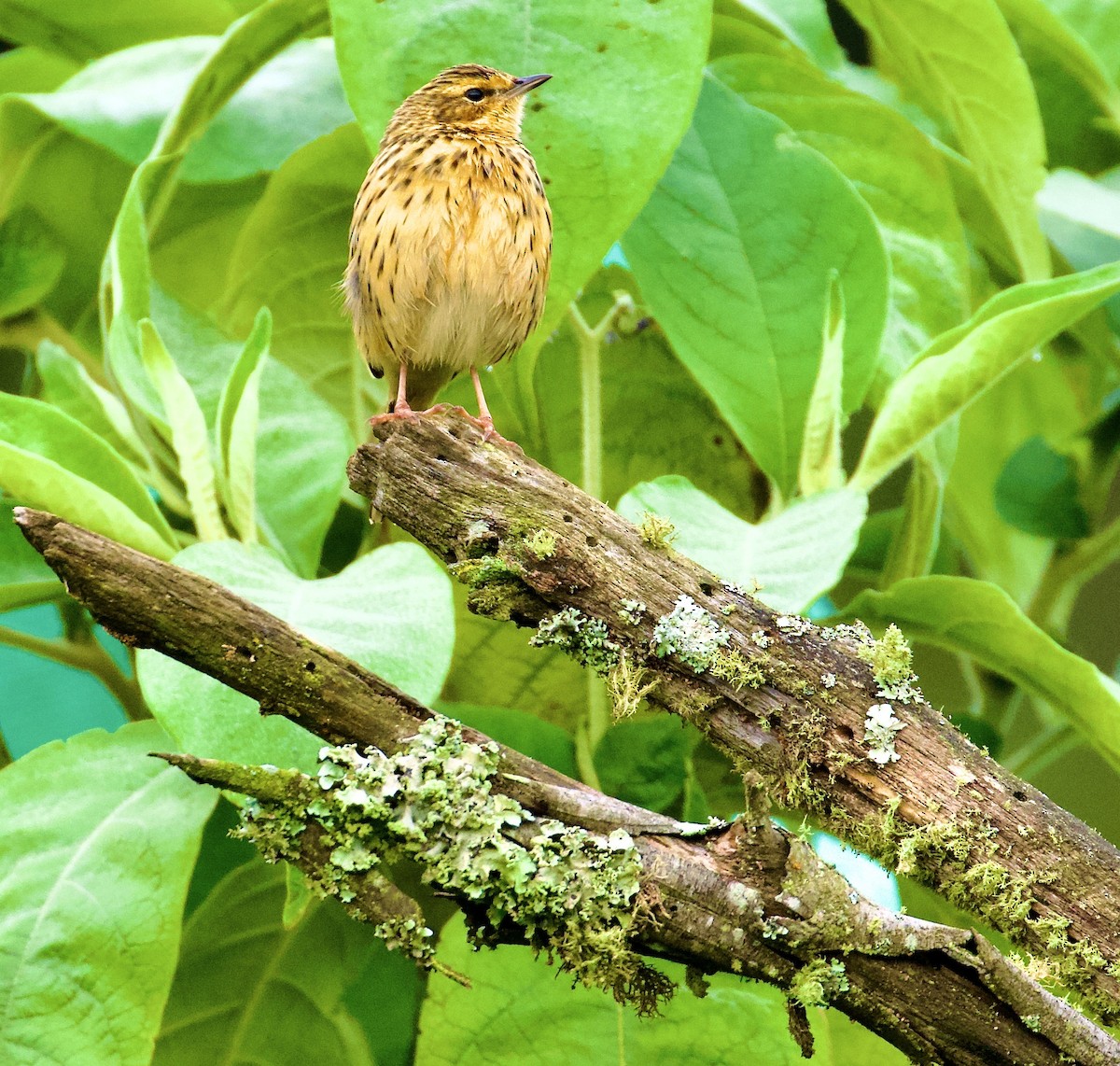 Nilgiri Pipit - ML643917328