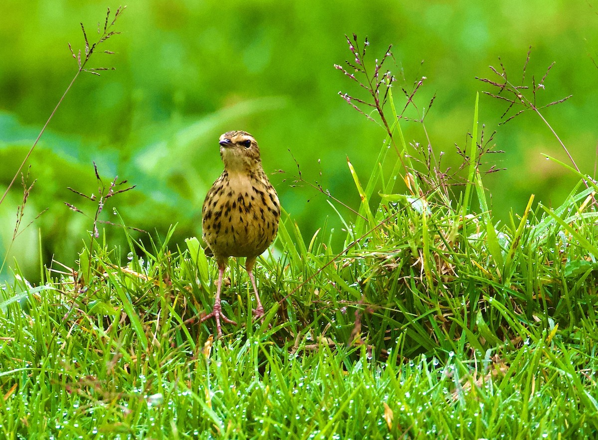 Nilgiri Pipit - ML643917333