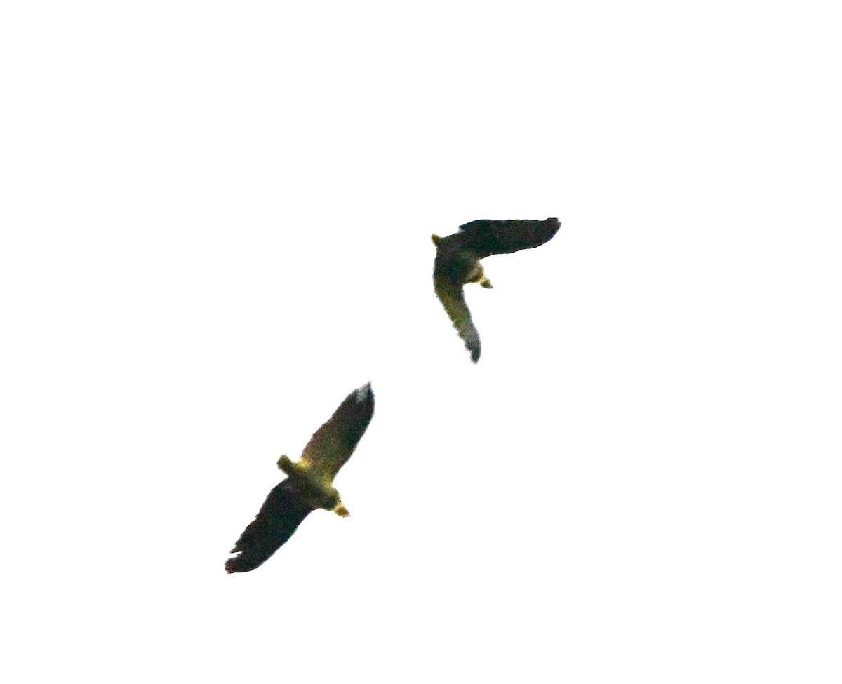 Orange-winged Amazon - ML643917335