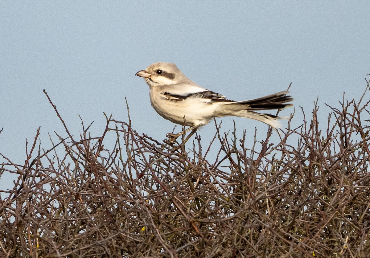 Raubwürger - ML643917338