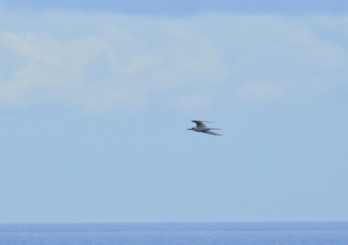 White Tern (Pacific) - ML643917339