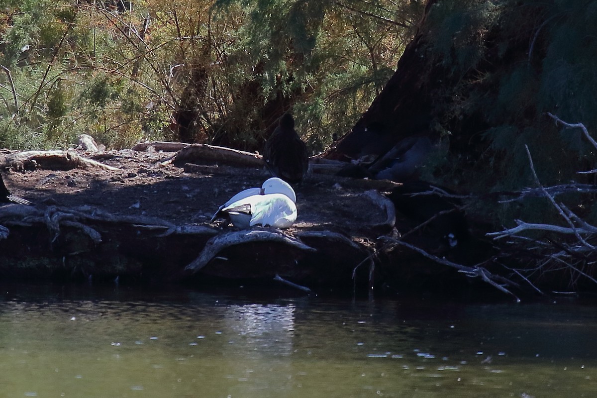 Snow Goose - ML643917350
