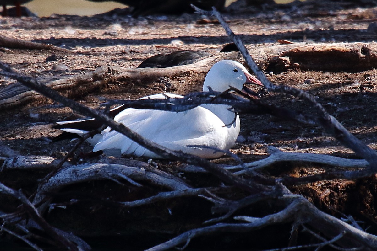 Snow Goose - ML643917351