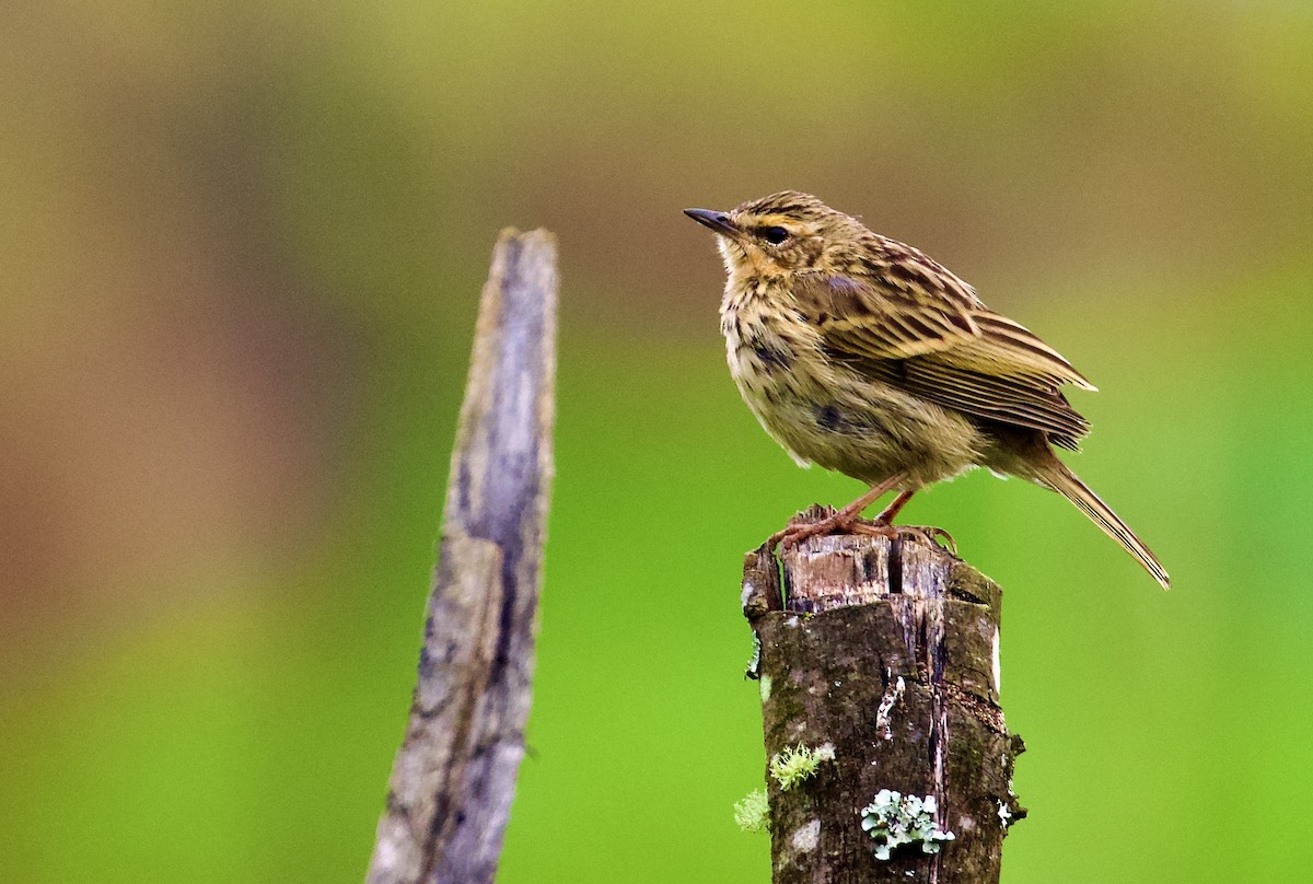 Nilgiri Pipit - ML643917353