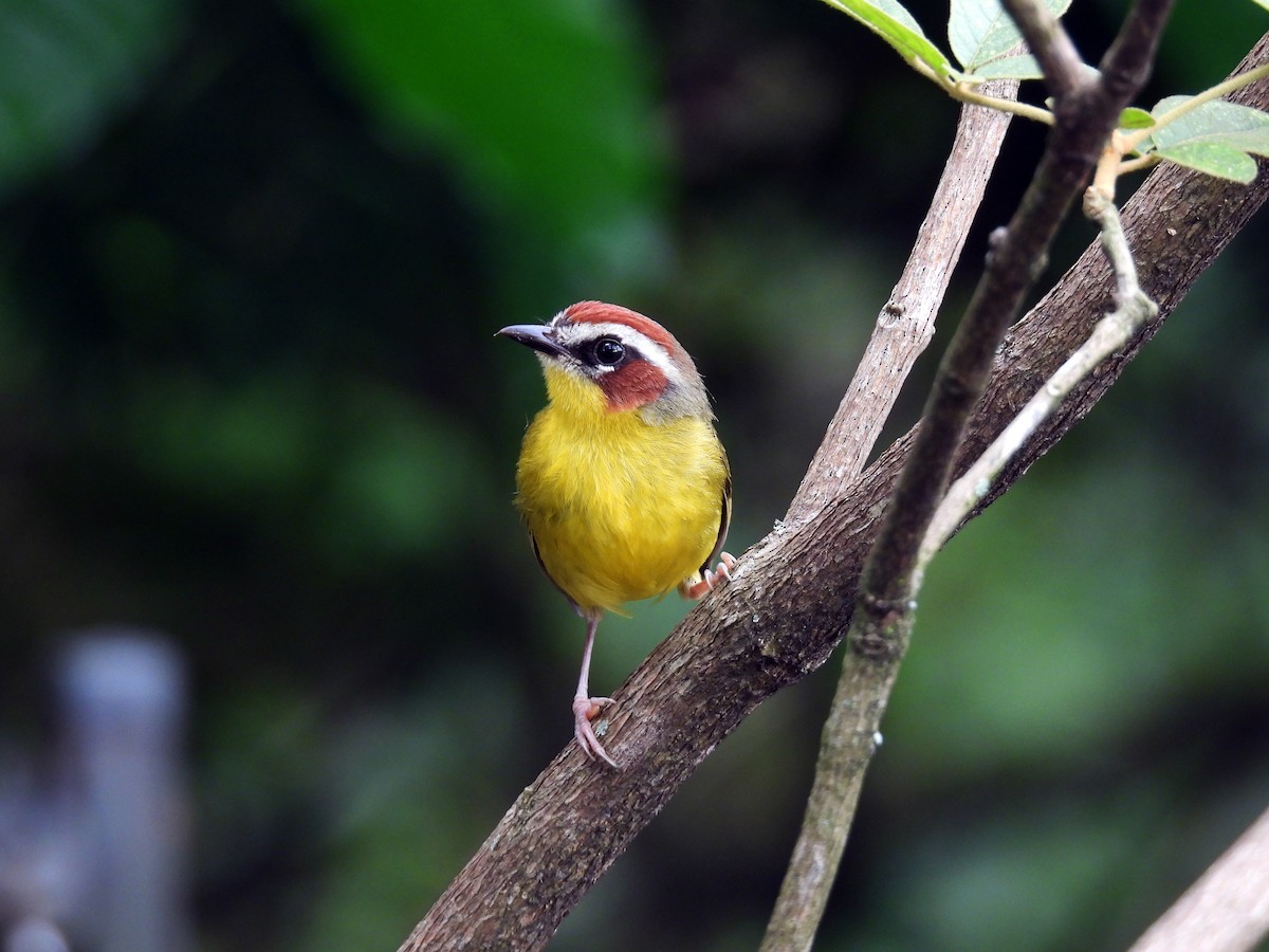Chestnut-capped Warbler - ML643917355