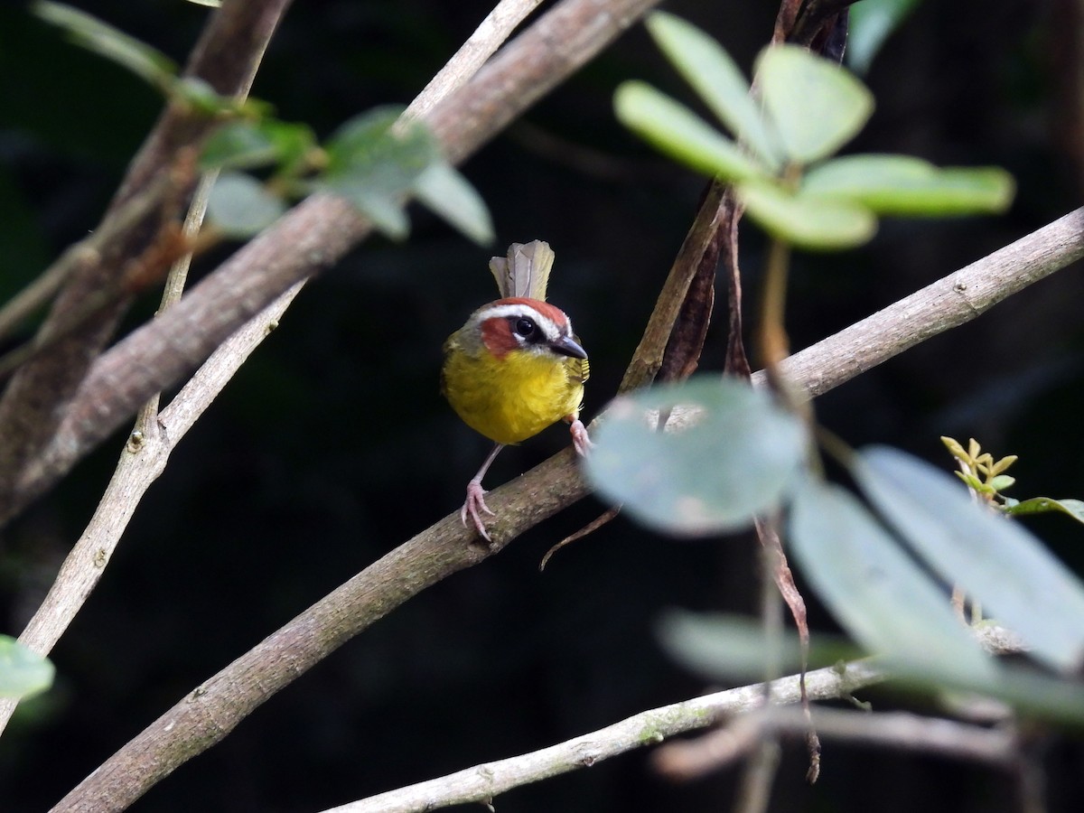 Chestnut-capped Warbler - ML643917368