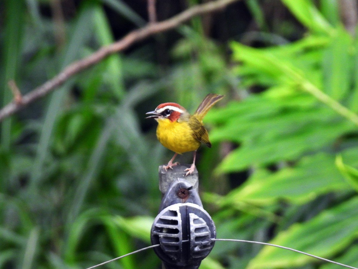 Chestnut-capped Warbler - ML643917369