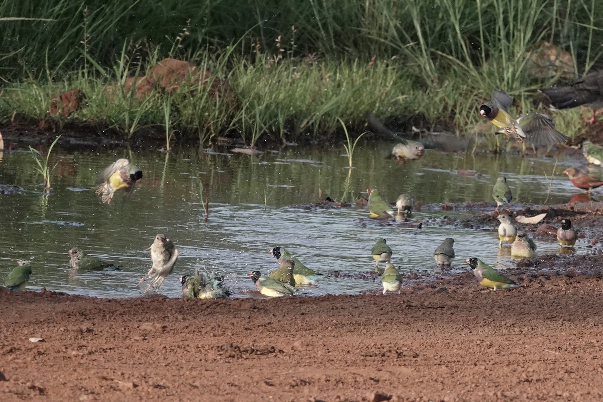 Diamant de Gould - ML643917376