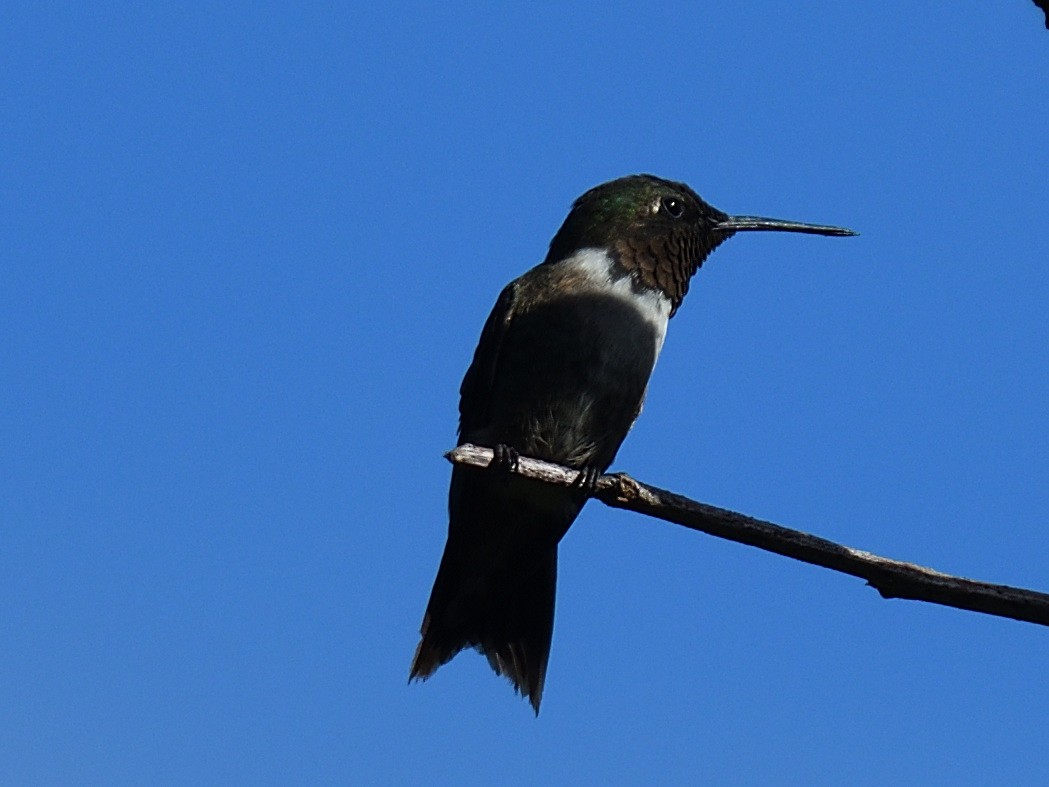 Colibri à gorge rubis - ML643917430
