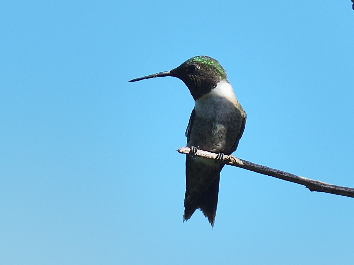 Colibri à gorge rubis - ML643917437