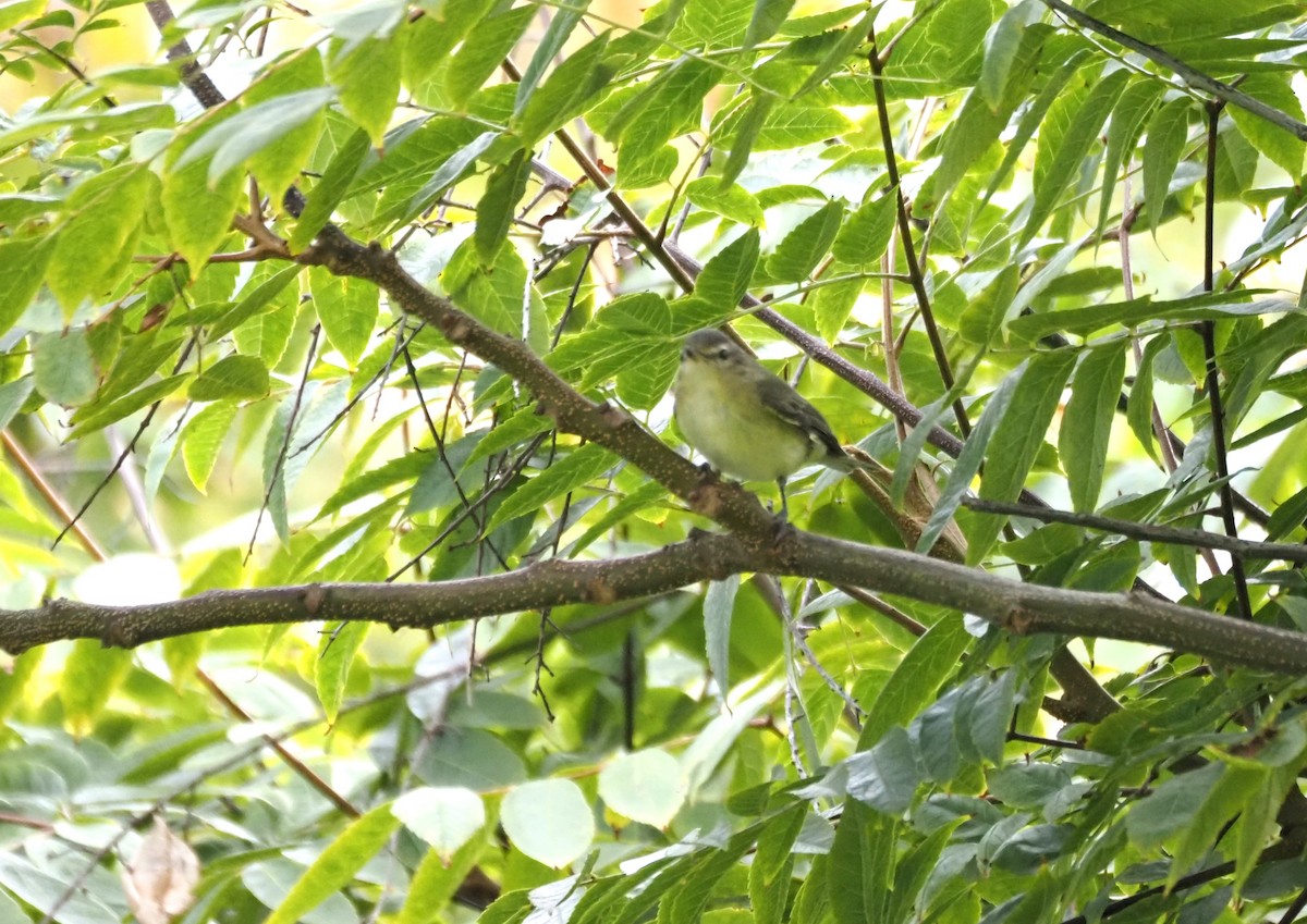 sangvireo - ML643917447