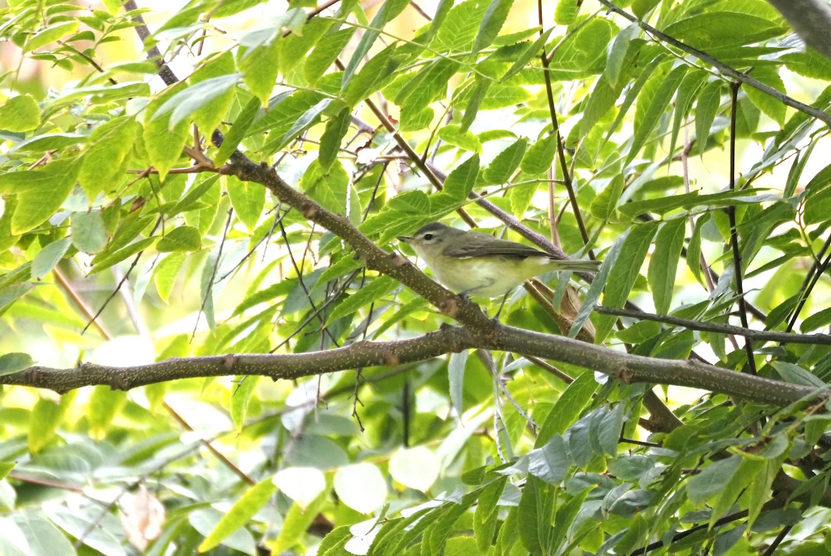sangvireo - ML643917449
